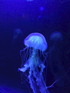 梦幻水母在水中悠然游动