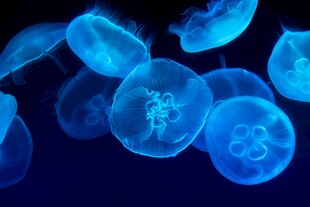 梦幻蓝色水母群