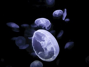 梦幻水母在水中轻盈漂浮