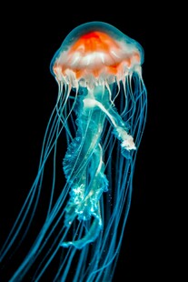 梦幻水母在深海中飘逸