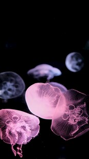 梦幻水母在水中轻盈漂浮