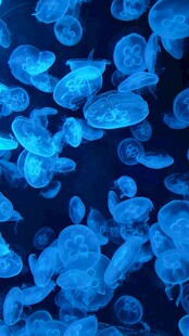 梦幻蓝色水母群