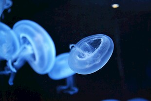 梦幻蓝色水母优雅游动