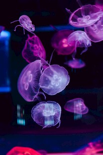 梦幻水母在水中轻盈舞动