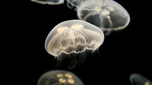 梦幻水母在水中轻盈游动