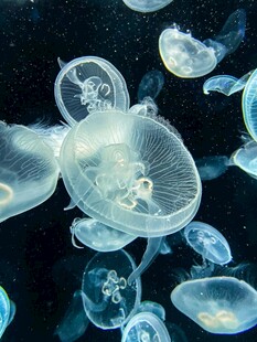 梦幻水母群在水中飘逸
