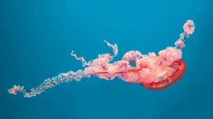 水中红色水母绽放瞬间