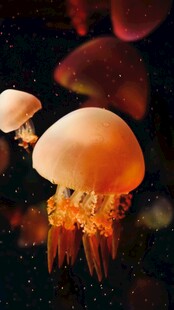梦幻水母在深海中游动