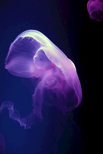 梦幻紫色水母在水中摇曳