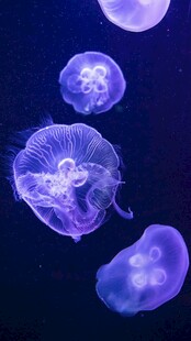 梦幻紫色水母在水中游动