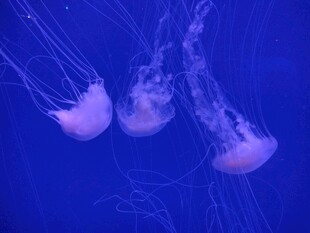 梦幻水母在深蓝中游动