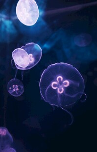 梦幻水母在水中轻盈漂浮