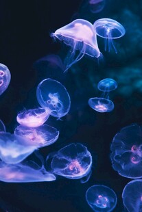 梦幻水母在水中轻盈舞动
