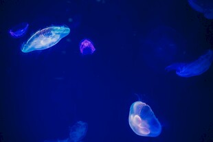 梦幻水母在深蓝中游动