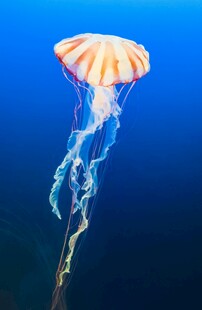 梦幻水母在深海中飘逸