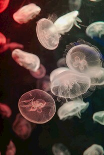 梦幻水母在水中轻盈游动