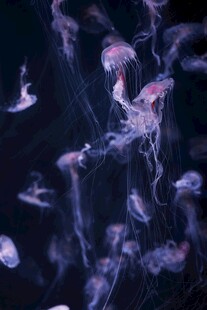 梦幻水母在水中轻盈舞动