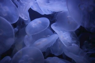 梦幻蓝色水母群