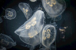 梦幻水母在水中轻盈游动