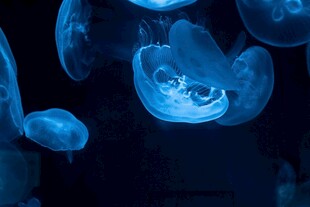 梦幻蓝色水母在水中游动