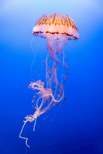 梦幻水母在蓝色海洋中游动