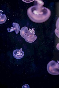 梦幻紫色水母水中漂浮