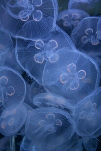 梦幻蓝色水母群