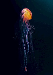 发光水母在深海中飘逸