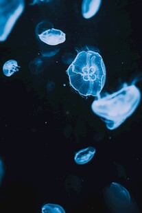梦幻蓝色水母在水中游动