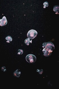 梦幻水母在水中轻盈漂浮