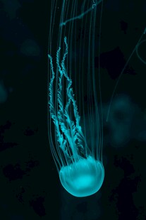 梦幻蓝水母在水中飘逸