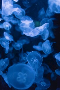 梦幻蓝色水母群