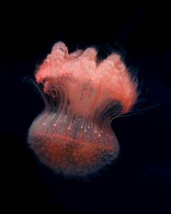 梦幻粉色水母绽放深海