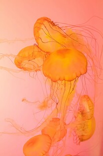 梦幻橙色水母水中摇曳