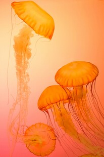梦幻橙色水母群
