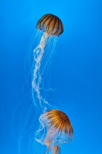 梦幻水母在蓝色海洋中游动