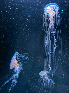 梦幻水母在深海中飘逸