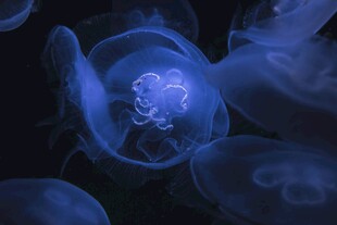 梦幻蓝色水母绽放瞬间
