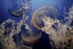 梦幻水母在水中优雅舞动