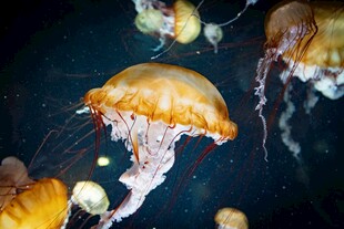 梦幻水母在深海中飘逸