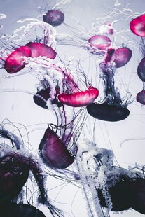 梦幻紫水母在水中飘逸