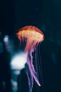 发光水母在水中优雅游动