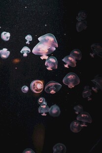 梦幻水母在水中轻盈游动