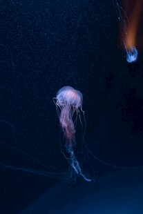 深海中的梦幻水母