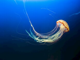 深海中游动的美丽水母