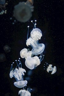 梦幻水母在水中优雅游动