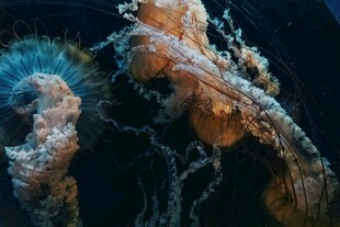 梦幻水母在水中飘逸