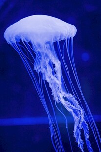 梦幻水母在水中飘逸