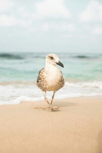 沙滩上漫步的海鸥