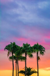 夕阳下的棕榈树美景
